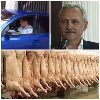 Cum a ajuns o ferma de porci de la Tel Drum la fiul lui&nbsp;Dragnea