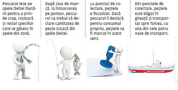 Bursa de peste grafica 1