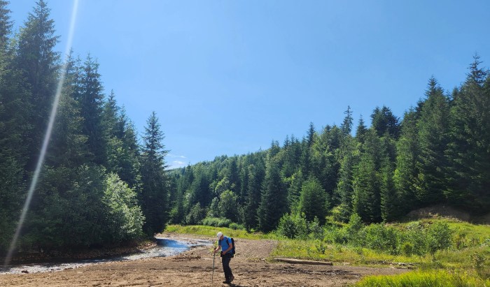 Drumul lemnului cu Mocănița sau cât de inventivi pot fi hoții specializați în tăieri ilegale de&nbsp;pădure